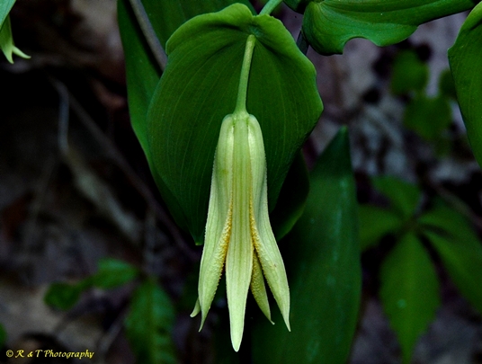{Uvularia perfoliata}